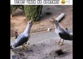 Чайки смеются над критикой