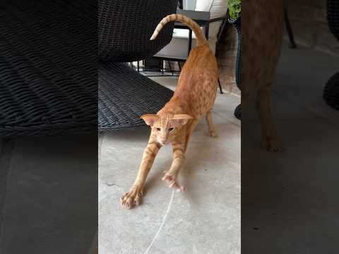 Keebler Ist So Eine Kläfferin Katze Kätzchen