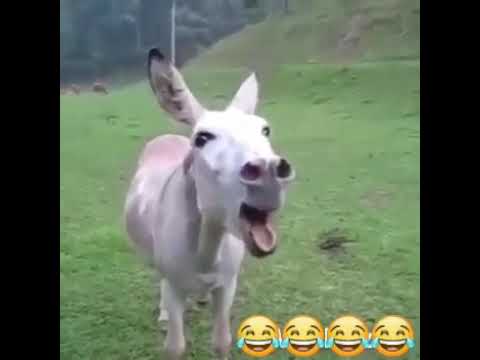 جحش بيضحك ههههه مصطفي جحش بيضحك ههههه مصطفي