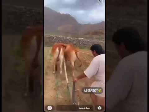 الحرث بالثيران