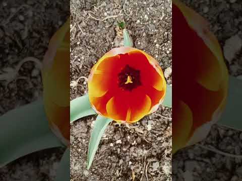 Best Flower Of The Season So Far