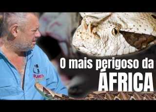 A SERPENTE COM OS MAIORES DENTES DO MUNDO BITIS GABONICA