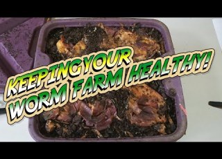  How To MAINTAIN A THRIVING WORM FARM And Keep Your Worms Healthy