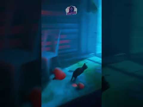 STRAY First Hidden Achievement You Can T Fool Me Stray Cats Achievements Pc Ps5 Xboxgaming