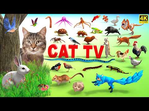 3d TV For Cats Cat Games Ultimate Cat TV Compilation Movie For Cats To Watch 4k