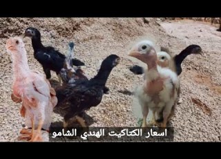  اسعار الكتاكيت الشامو الاستيراد مواصفات الكتاكيت الهندي