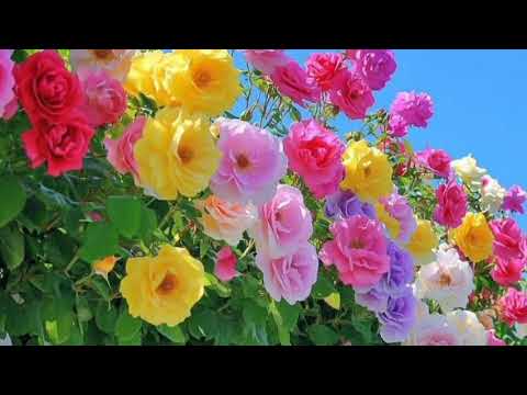 WEWE UMECHOKA SANA 53