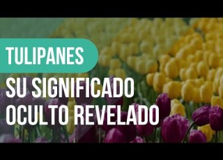 Te Han REGALADO Un TULIPÁN Alguna Vez Esto SIMBOLIZA
