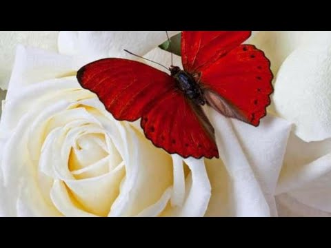 قصيده امرؤ القيس القصيده كامله علي القناه لها مقله لو انها نظرت بها قصيده امرؤ القيس القصيده كامله علي القناه لها مقله لو انها نظرت بها