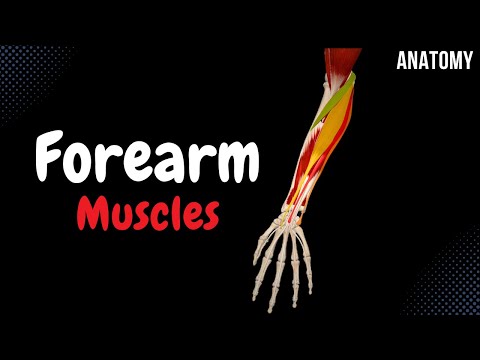 Muscles Of The Forearm Division Origin Insertion Function