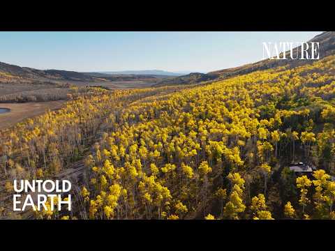 This Is Not A Forest