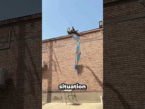 This Incredible Jump Proves This Dog Is Special Shorts Shortvideo