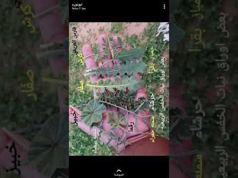 النباتات البرية