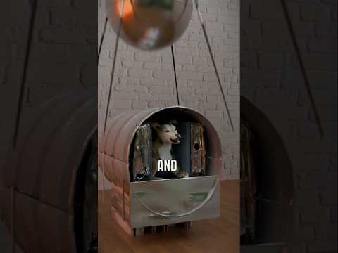 Laika The Space Dog Laika Dog Space Sovietunion Facts 3d Shorts Short Shortvideo