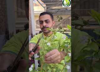 زراعة الفل في دقيقة زراعة الأسطح Garden فلسطين زراعة مصر ابلور