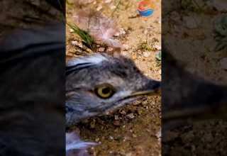 مقناص العراق هدد فرخ شاهين على حبارى الطير عياش Shorts