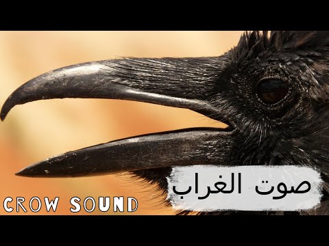 صوت الغراب المشهور للمونتاج أصوات الغراب فى الصباح صوت الغراب فى الليل Crow Sound صوت الغراب المشهور للمونتاج أصوات الغراب فى الصباح صوت الغراب فى الليل Crow Sound