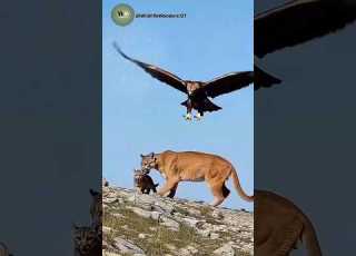 Eagle Attacks Mountain Lion Cub Mother S Reaction Will Shock You