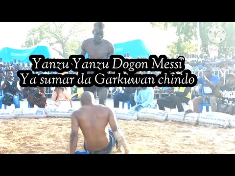 March 21 2026 YANZU YANZU DOGON MESSI YA SUMAR DA GARKUWAN CHINDO A KANO