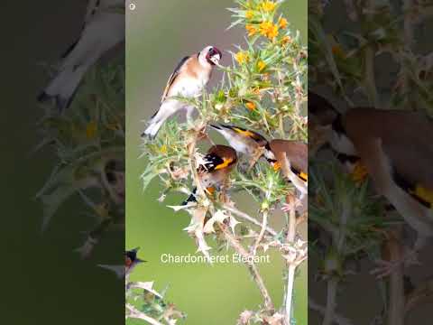 بتبتة الحسون تحفيز فتاك على التغريد Goldfinchsinging Birds Birdsong Birdsounds Nature الحسون