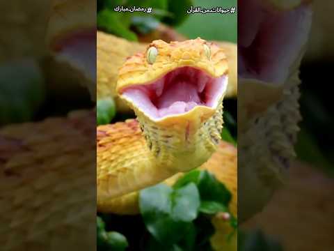 اغرب 7 معجزات فى خلق الحية هتخليك تعرف ليه ربنا اختار الحية بالذات علشان تكون معجزة سيدنا موسي اغرب 7 معجزات فى خلق الحية هتخليك تعرف ليه ربنا اختار الحية بالذات علشان تكون معجزة سيدنا موسي