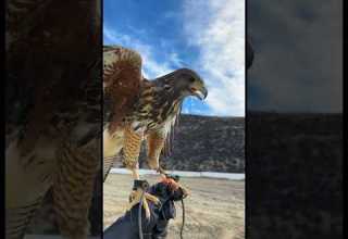 Harris Hawk Training Falconry Harris Hawk Training Falconry