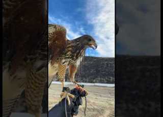 Harris Hawk Training Falconry