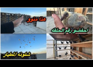 كشيت 44 احمر هذا انتاج الزاجل المجهول مطيار الحمر فووول