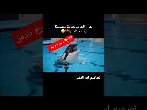 حزن الحوت بعد قتل جيسيكا وكآنه يناديها حوت اوركا صديقه الحوت 10 سنوات وغدره مقاطع حزينه مولمه