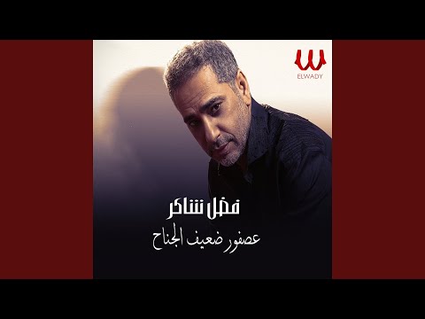 Asfor Daeef El Genah عصفور ضعيف الجناح