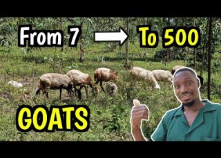  Eine Ziegenfarm Mit 500 Tieren Gründen Mit Nur 7 Ziegen