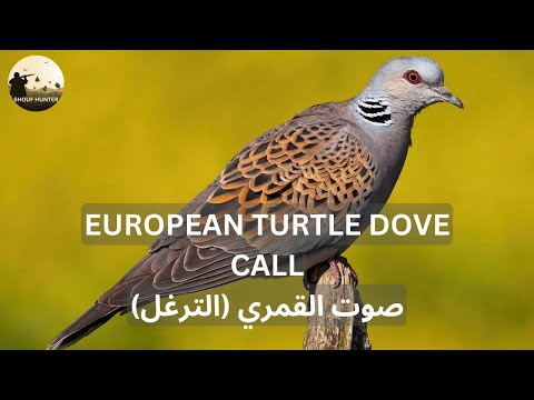 European Turtle Dove Call صوت القمري الترغل