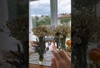 1 أزهار الاقحوان تركيا