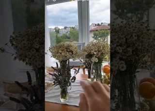 1 أزهار الاقحوان تركيا