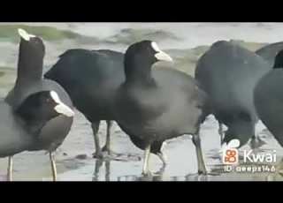 دجاج ماي بري
