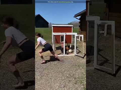 لماذا يتم وضع الدجاج في أقفاص دائرية لماذا يتم وضع الدجاج في أقفاص دائرية