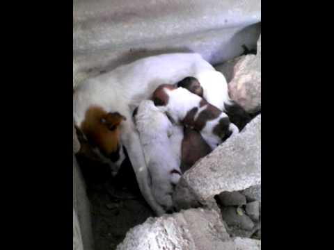 سرقين ولاية تيارت