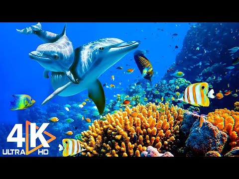 THE DEEP OCEAN 4K TV ULTRA HD Full Documentary Beautiful Coral Reef Fish Video Stress Relief
