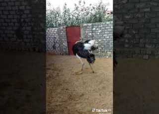  النعام اتجنن ههههههه صلوا على النبي نعام دعم