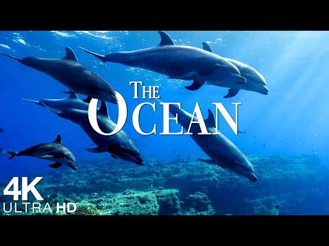 المحيط 4K فيلم الحياة البرية الخلاب مع موسيقى هادئة حيوانات بحرية للاسترخاء فيديو 4K UHD