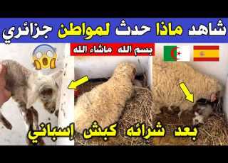 Algeria Watch What Happened To An Algerian Citizen After He Bought A Ram Imported From Spain