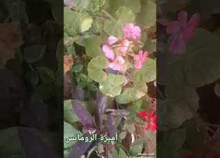 امالنا بالله ود عائنا لله راشد الماجد ومشاري العفاسي اجمل الستوريات أدعية أناشيد صباحيات