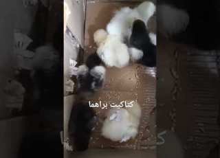 كتاكيت براهما عملاق للبيع كتكوت براهما
