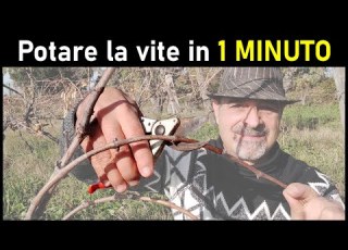 POTARE LA VITE IN MODO SEMPLICE E VELOCE