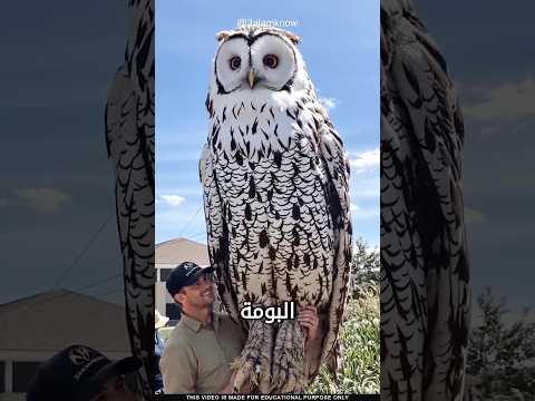 ما سر طائر البومة