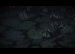 수꽃의 눈물