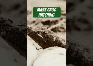  Mass Croc Hatching Caught On Camera Naturepbs Wildlife Crocodile Hatching Animals