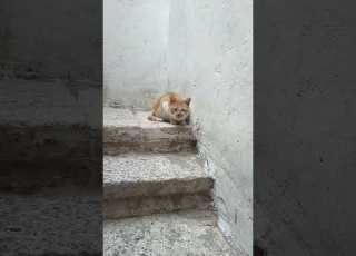  مشمش قطط أنواع القطط