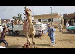 جمل في سوق الجمال برقاش 40الف صلي علي النبي يب