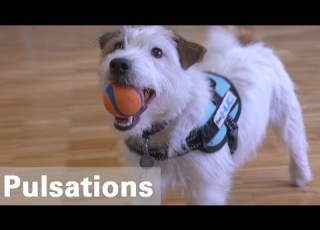 Dog Teurs Aux HUG La Zoothérapie Pour Rééduquer